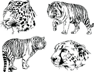 vector drawings sketches different predator , tigers lions cheetahs and leopards are drawn in ink by hand , objects with no background