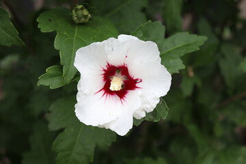 Hibiskus © MR FOTO