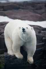 Polar Bear, Svalbard, Norway