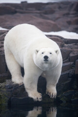 Polar Bear, Svalbard, Norway