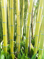 Fototapeta na wymiar Bamboo forest forming background. Tall bamboo sticks in a natural light in the Asian garden