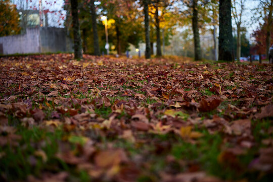 Bosque en oto&ntilde;o con hojas en el suelo