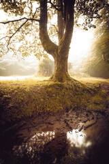Bosque Hayedo de Otzarreta nublado en el Pais Vasco