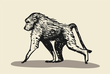 Illustration of baboon 