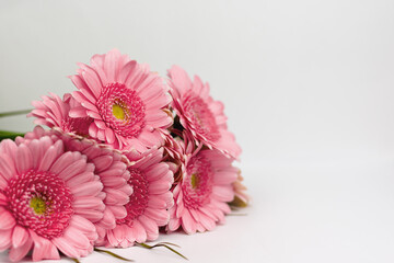 Pink gerbera isolated on white background