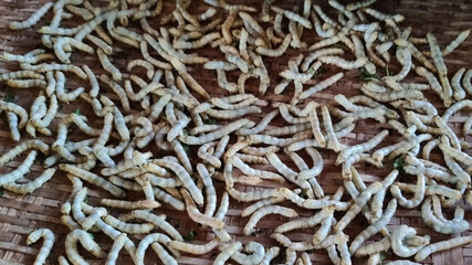 Bombyx mori, the domestic silkworms. Larva