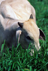 Gado nelore no pasto.