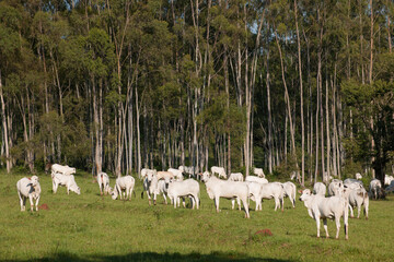 Gado nelore pastando - eucaliptos ao fundo.