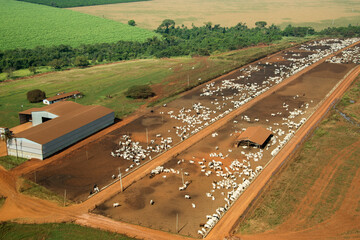 Vista aérea de fazenda de criação de gado de corte
