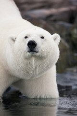 Fototapeta premium Polar Bear, Svalbard, Norway