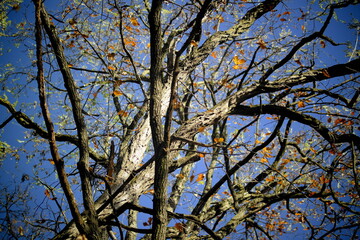 branches against sky