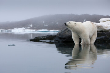 Fototapeta premium Polar Bear, Svalbard, Norway