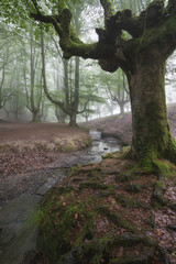 Bosque Hayedo de Otzarreta nublado en el Pais Vasco