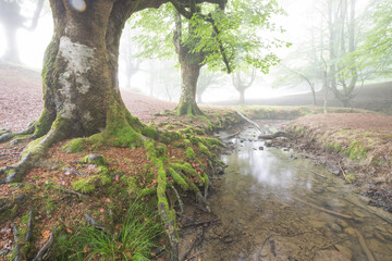 Bosque Hayedo de Otzarreta nublado en el Pais Vasco