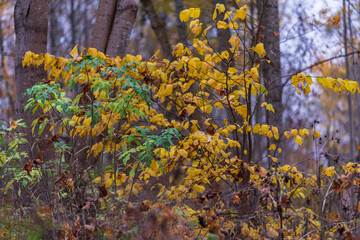 green and yellow leaves next to each other