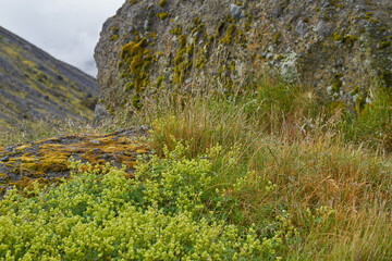 A massive moss-covered boulder rises above a carpet of green and yellow vegetation in Þórsmörk,...