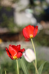 red tulip in the garden