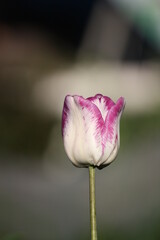 pink tulip flower