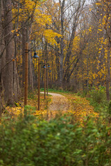 Fototapeta premium nature trails meander in autumn with leaves