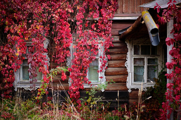 An old, rustic, wooden, abandoned house overgrown with wild grapes.