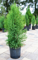Cypress in pots, trees in a nursery, for sale on landscaping, evergreen