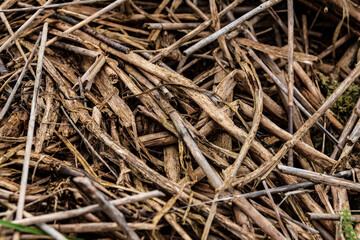 Dry broken reed stalks