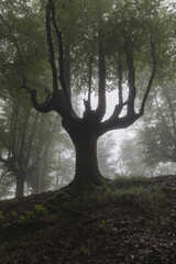 Bosque Hayedo de Otzarreta nublado en el Pais Vasco