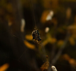 spider on a web