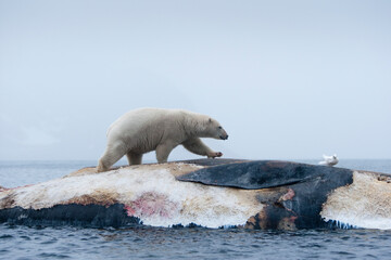 Polar Bear and Whale Carcass, Svalbard, Norway