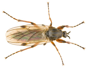 Bibio, march flies or St. Mark's flies, is a genus of flies (Diptera) belonging to the family Bibionidae. Fly isolated on white background. Dorsal view of fly.