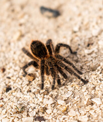 spider on the ground