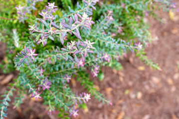 Native Florida Blueberry Vaccinium darrowii, colorful plant 