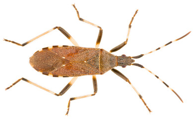 Dicranocephalus agilis is a genus of true bugs in the family Stenocephalidae. Dorsal view of true bug isolated on white background.