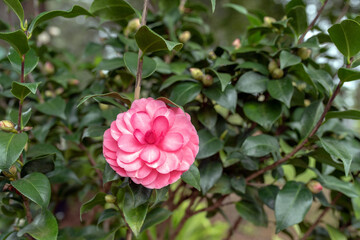 Camellia japonica, known as common camellia or Japanese camellia