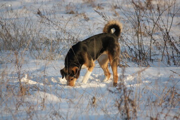 dog running in the snow
