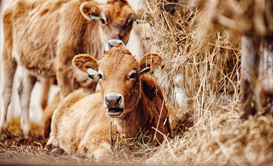 Young red jersey cow calf resting in farm © Parilov