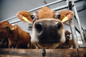 Close up of large wet nose of red cow