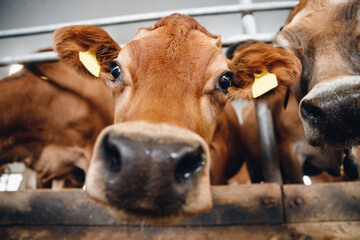 Close up of happy face of red hairy jersey cow looking camera