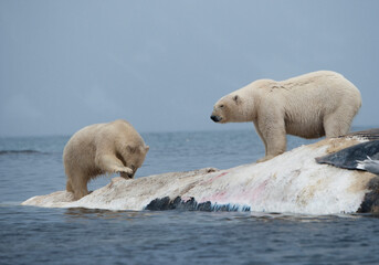 Obraz na płótnie Canvas Polar Bears Feeding on Fin Whale, Svalbard, Norway