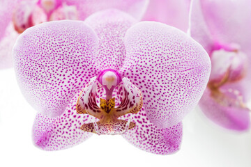 Beautiful and large spotted purple flowers of moth orchid (Phalaenopsis) on white background