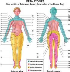 Map on Skin of Cutaneous Sensory Innervation of the Human Body