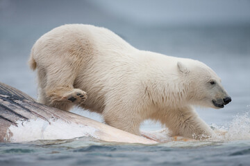 Fototapeta na wymiar Polar Bear Feeding on Fin Whale, Svalbard, Norway