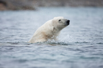 Obraz na płótnie Canvas Swimming Polar Bear, Svalbard, Norway