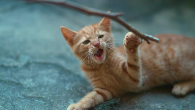SLOW MOTION, CLOSE UP, DOF: Playful little orange tabby kitten grabs a twig with its adorably tiny sharp claws. Curious ginger baby cat plays with its unrecognizable owner teasing it with a twig.