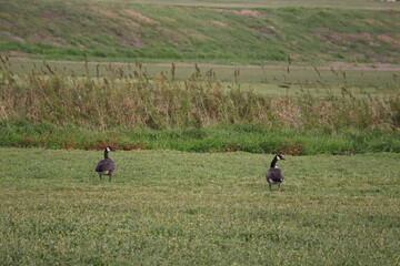 Obraz na płótnie Canvas two geese out standing in a field