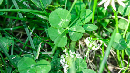 three leaves clover in the garden