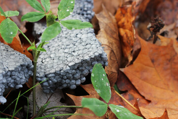 the foam is thrown on the ground