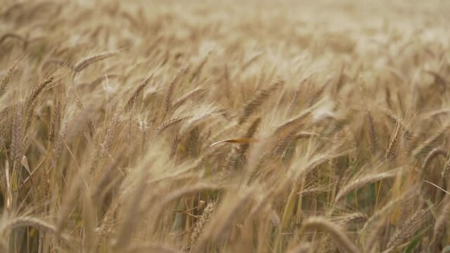 Wheat field gold crops, swaing in the wind. Close up.