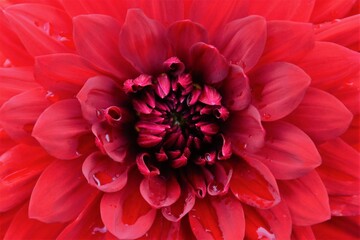 Red dahlia flower petals, full frame, macro image