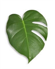 Monstera leaf isolated on a white background. Tropical evergreen vine